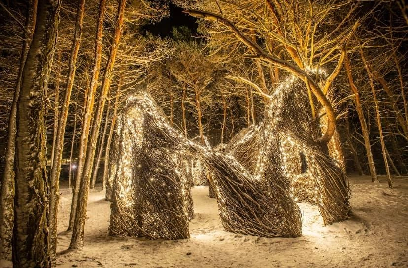 Wild Lights