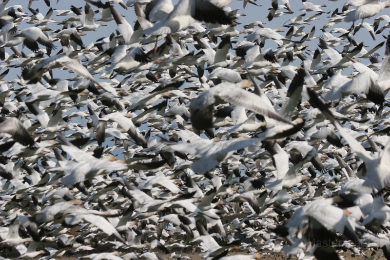 Larry Snow Geese 2
