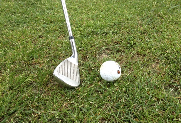 golf ladybug