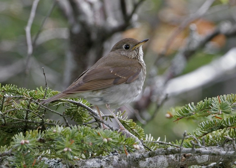 Bicknell's Thrush