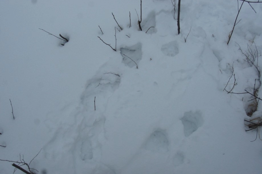 beaver tracks