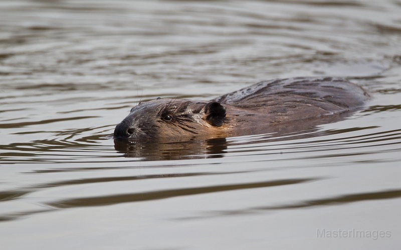 beaver Larry