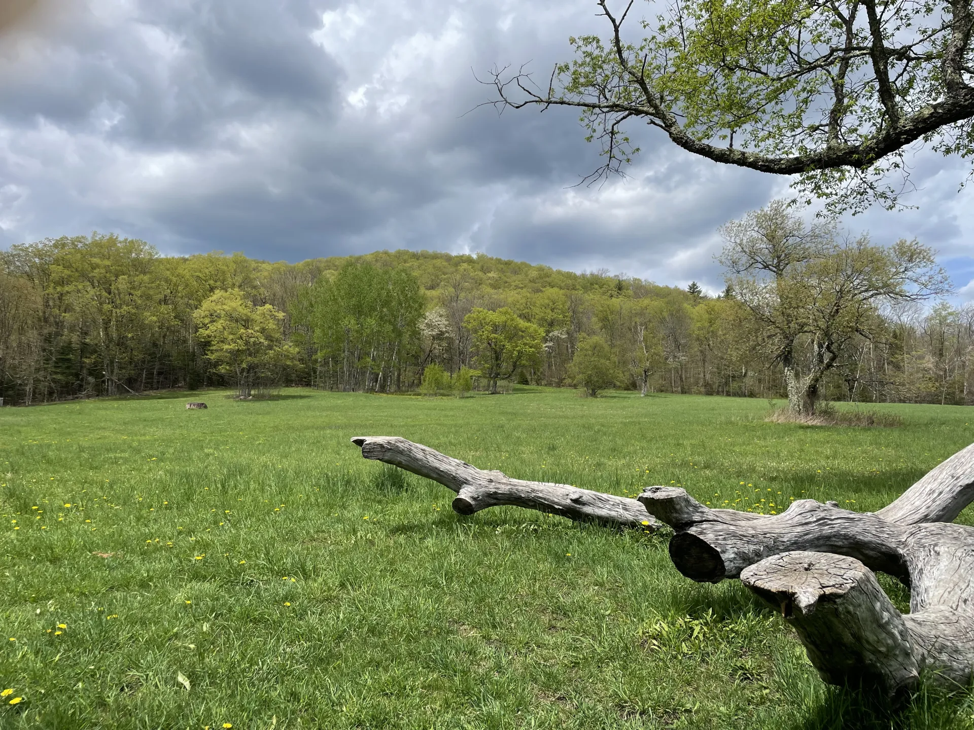 A large fallen log in a grassy field, with a forested hilltop and cloudy sky in the background.