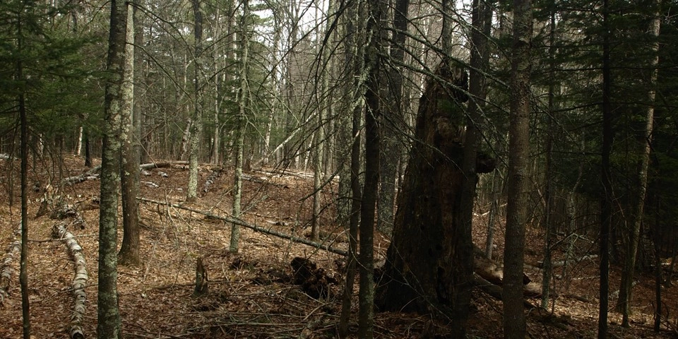 The Ridge Loop is a fine hike for children.