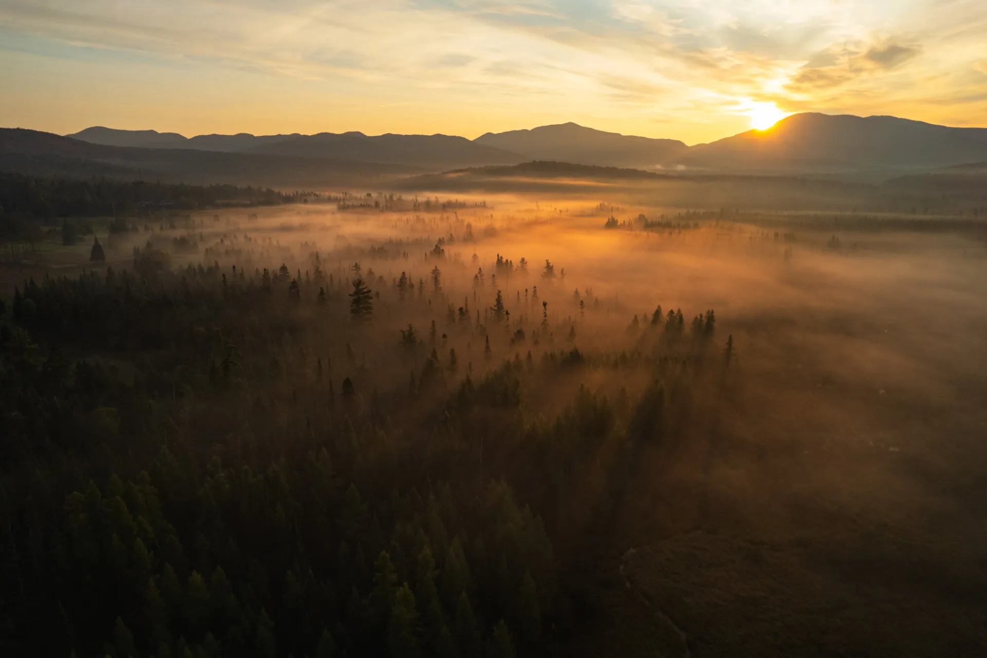 Mist in a meadow and spruce trees