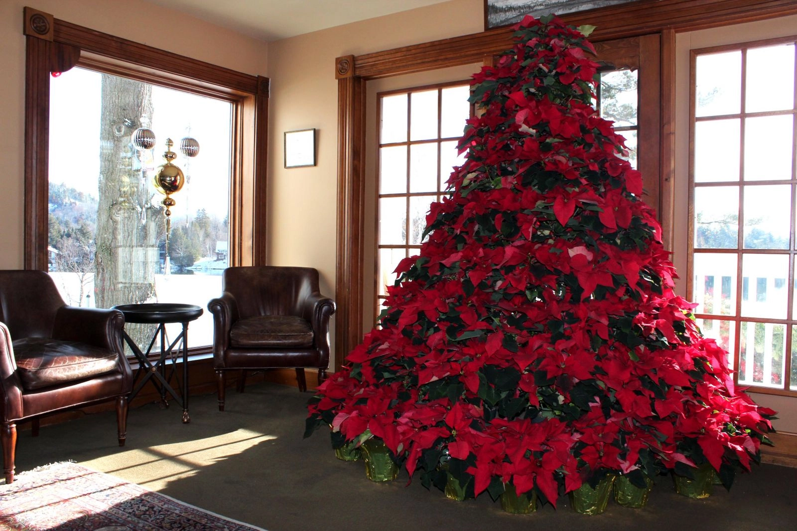 Poinsettias can do incredible things when they put their minds to it.