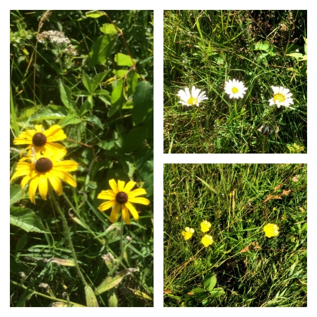 Brown- (or black-) eyed Susans (left); cheerful oxeye daisies (top right); and the classic buttercup (bottom right).