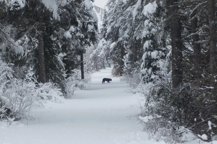 Bloomingdale Bog - Winter