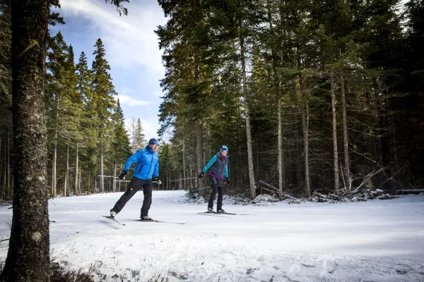 One male and one female-presenting adults cross country ski on a snowy trail in a mixed woods forest.