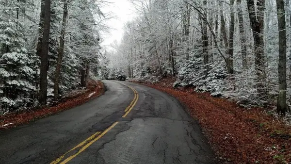 A wintry view of trees on either side of a road
