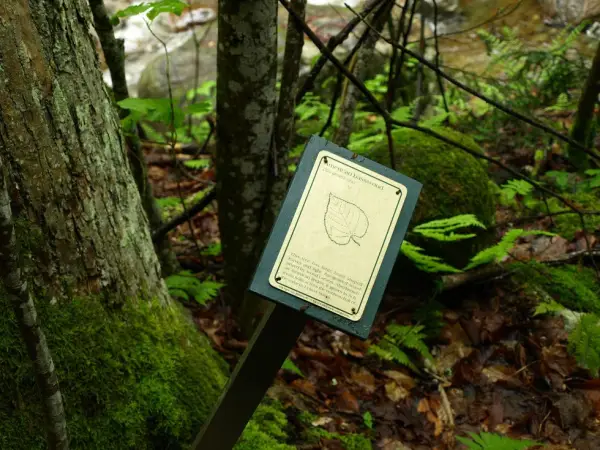 A sign for American basswood