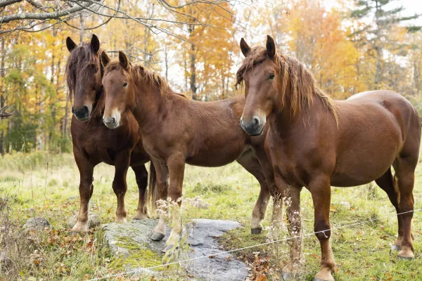 Three horses stand in a pasture. 