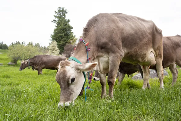 A herd of brown cows graze in green grass. 