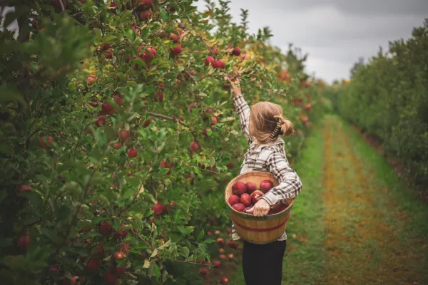 A woman picks apples in an orchard.