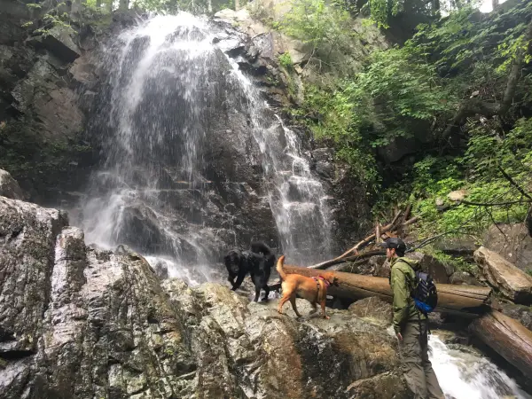 A dog and its owner at a waterfall