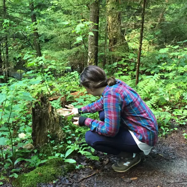 A person crouching down in a forest examines mushrooms growing near a decaying tree stump.
