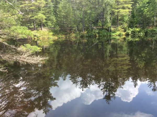A pond reflects the trees on its bank