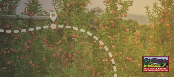 A graphic of an apple orchard. 