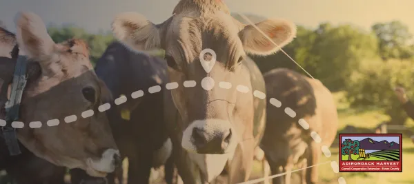 A herd of brown cows look at a camera. 