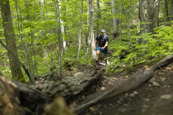 A hiker walks through green forest.