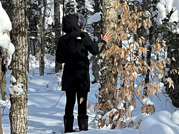 A person in a fur lined hood looks at the frozen leaves still clinging to a beach tree.