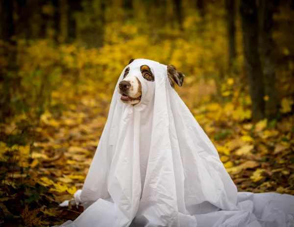 Stock image of dog wearing a sheet like a ghost with eye and nose holes cut out sitting outside on golden fallen leaves