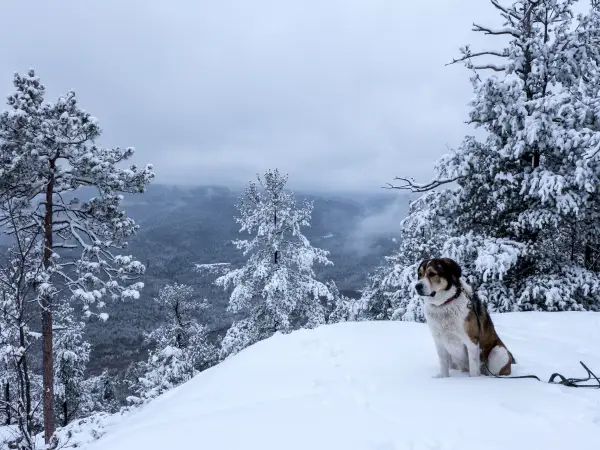 Winter summiting with a dog means making sure their paws are protected.