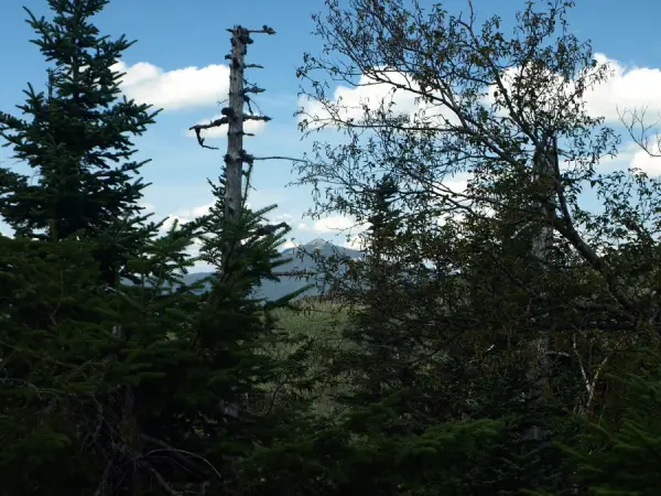 A view shrouded by trees