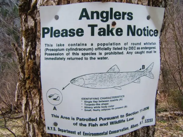Special fishing regulations should always be noted.