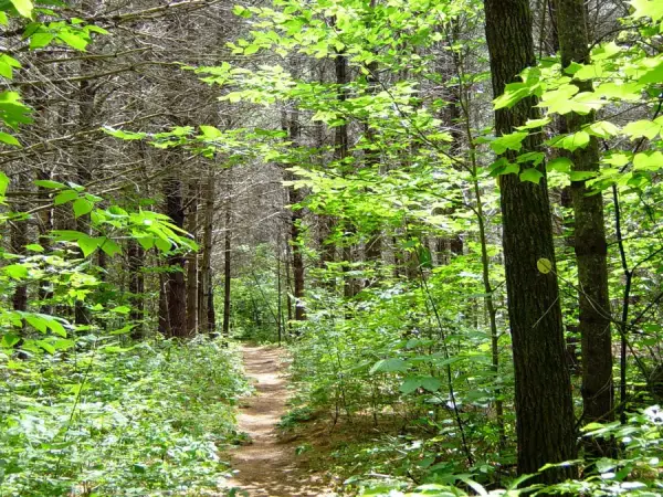 Blueberry Cobbles has an easy start through the forest.