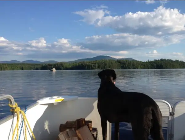 A black dog stares off the edge of a pontoon boat while enjoying Saranac Lake's island camping.
