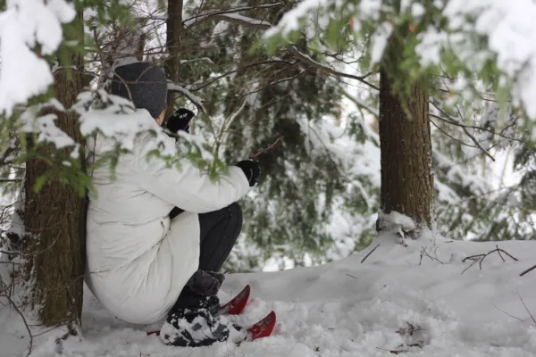 A person in snow shoe sits under a white pine tree on a bed of snow