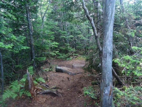 A wooded summit