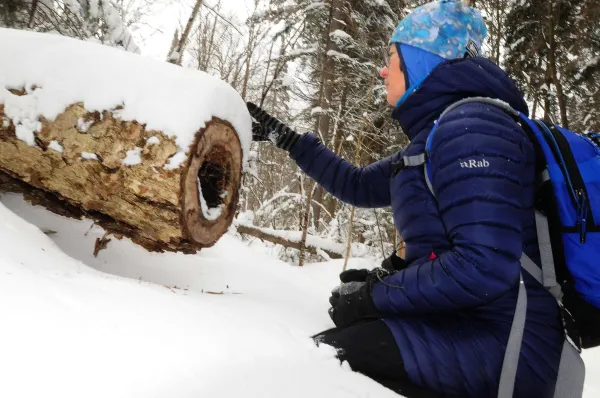 A person in a blue had inspects the snow gathered on a cut tree trunk