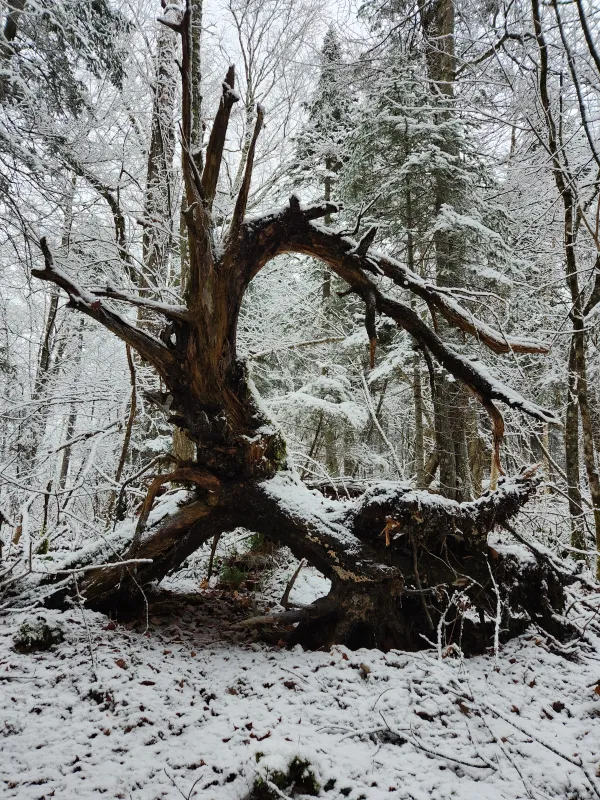 A gnarled fallen tree in the forest takes a sculptural form.