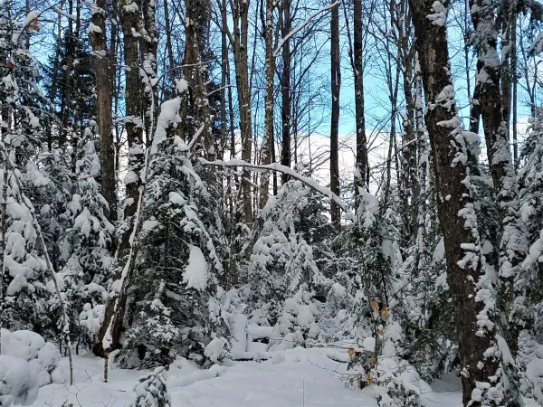 Blue skies past the snow covered trees