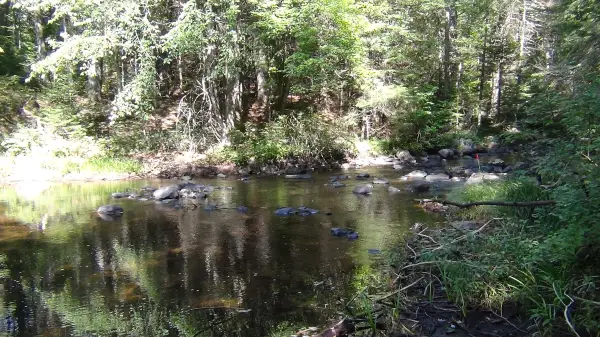 A small body of water in the forest.