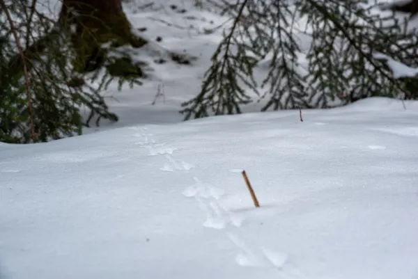 small stick pokes up out of snow marking small animal track with green pine boughs in the background