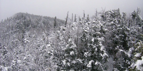 A snowy view of spruce trees in the mountains