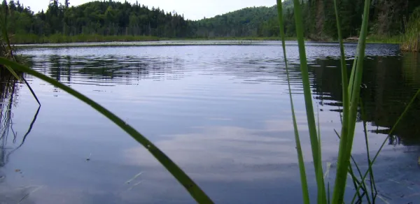 Little Cherrypatch Pond shoreline