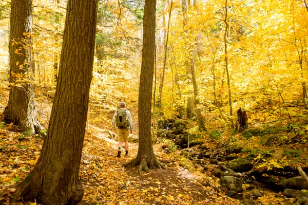 A hiker going through a golden-hued forest