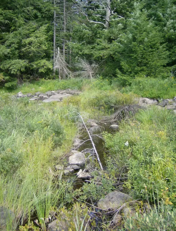 This stream is one of the delights of this area.