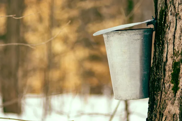 A close-up of a metal bucket attached to a tree trunk to collect sap.