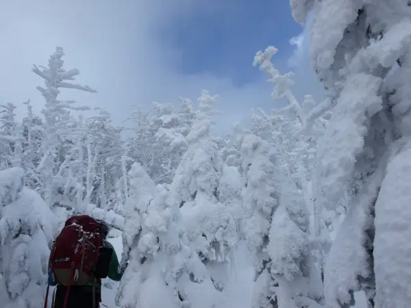A hiker walks through snow-covered trees