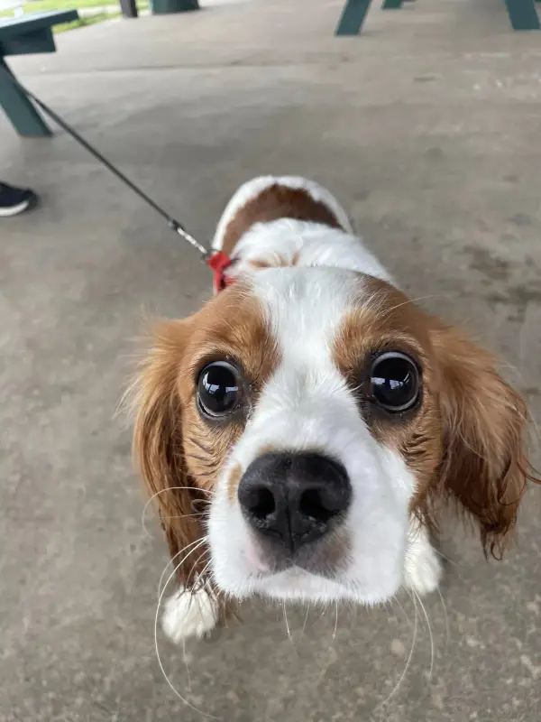 Dog eyes the camera