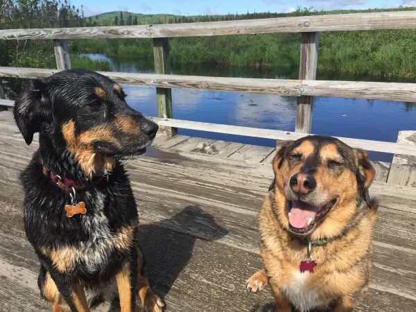 Bloomingdale Bog is the trail the dogs would pick.