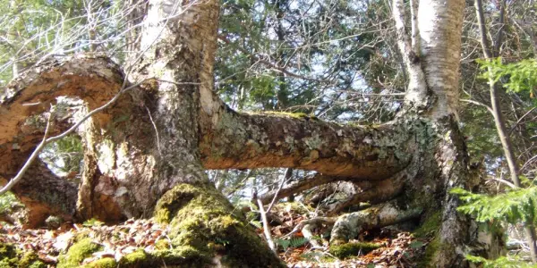 The Elk Pass Trail has many interesting features.