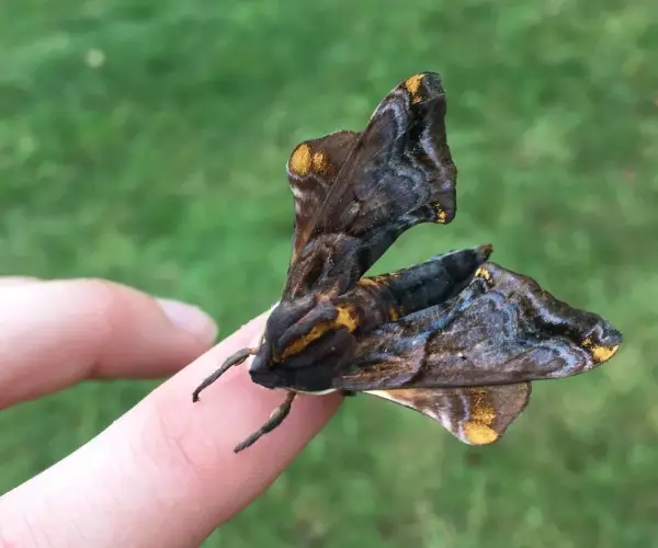 Close-up of a dark brown and gold moth resting on a person's finger against a blurred green background.