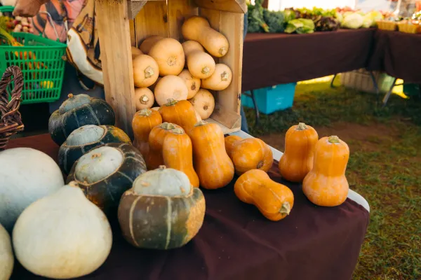 An assortment of winter squash, including butternut and buttercup varieties, is displayed on a table at a farmers market.