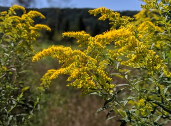 Up-close image of goldenrod